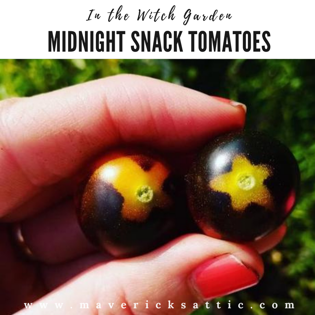 Midnight Snack Tomatoes in the Witch Garden